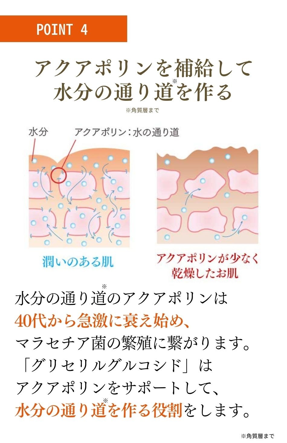 公式通販サイト】クレチュールシリーズ2点セット